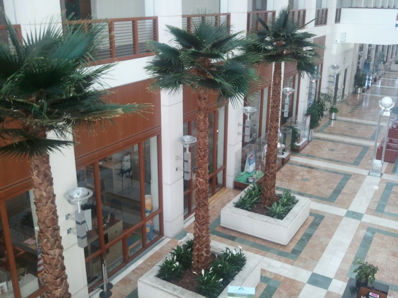 image of Fake Palm trees inside a building